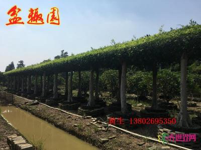水榭